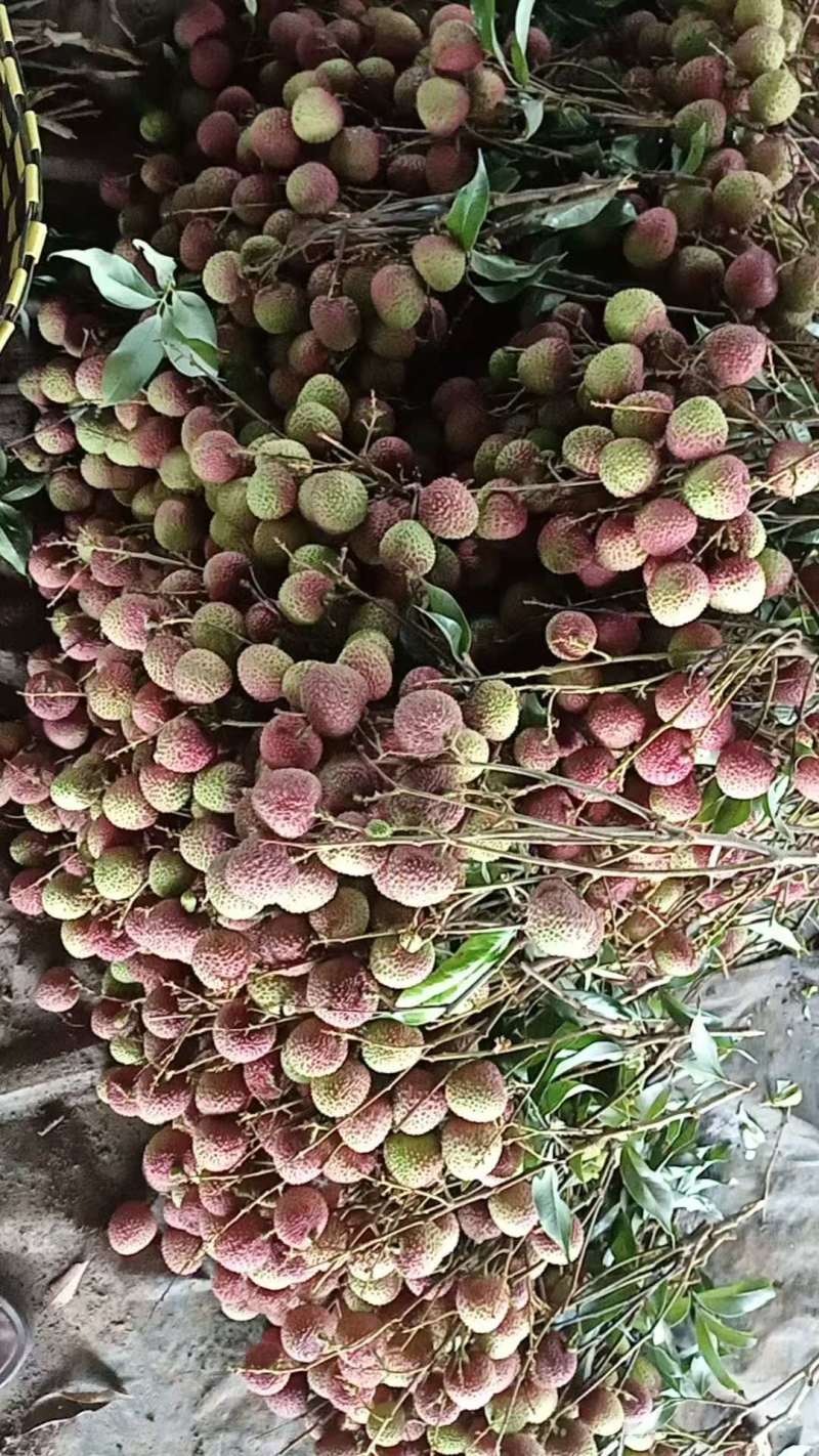 精品荔枝大量有货品质保证量大从优欢迎选购