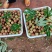 精品荔枝大量有货品质保证量大从优欢迎选购
