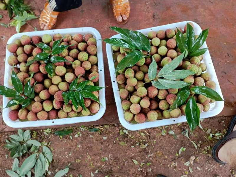 精品荔枝大量有货品质保证量大从优欢迎选购