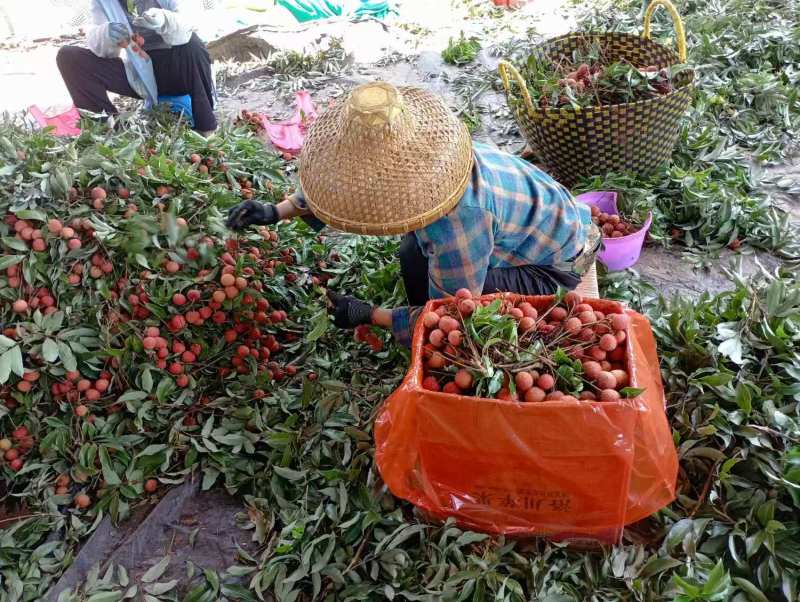 精品荔枝大量有货品质保证量大从优欢迎选购