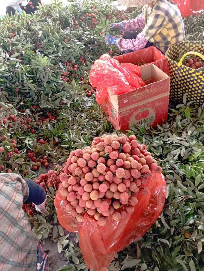 精品荔枝大量有货品质保证量大从优欢迎选购