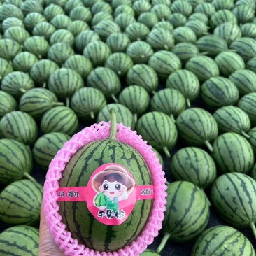 山东潍坊全美2K西瓜现货速发保质保量皮薄口感好