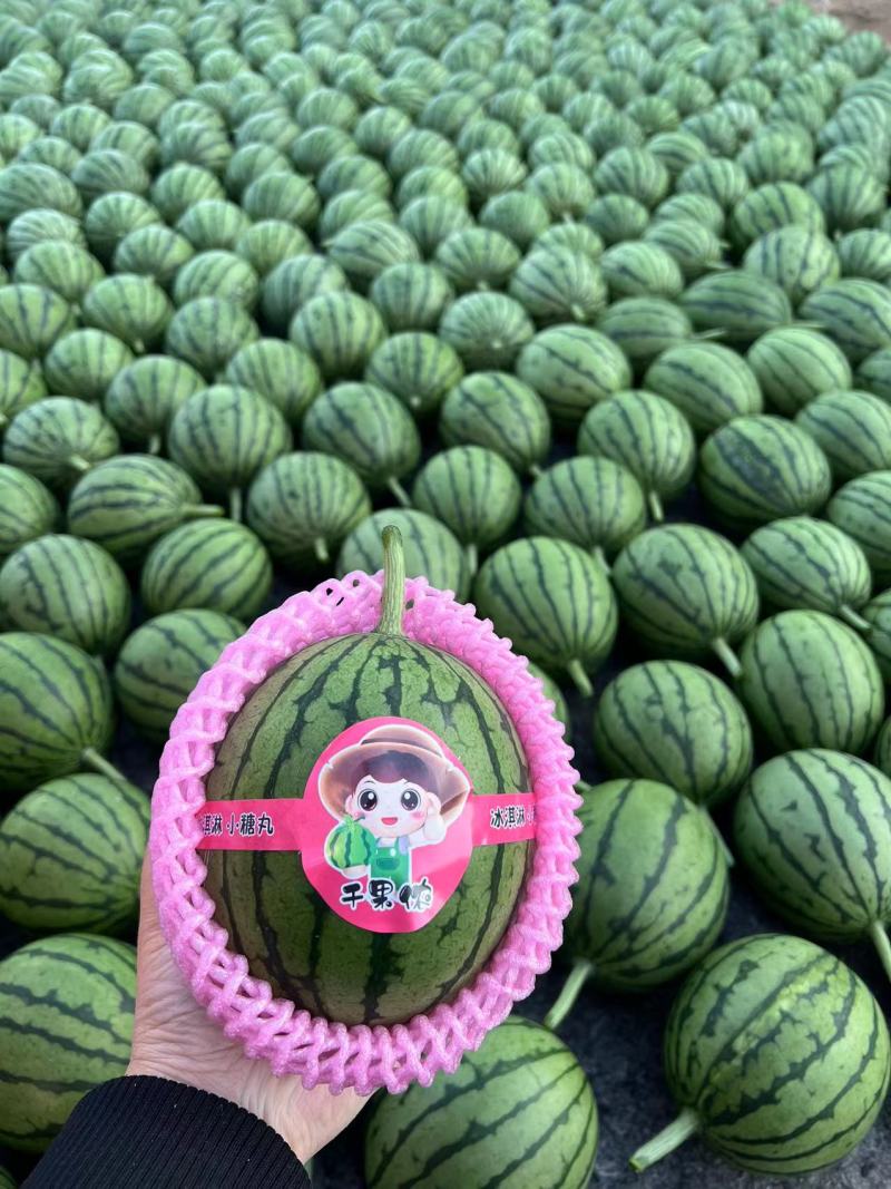 山东潍坊全美2K西瓜现货速发保质保量皮薄口感好