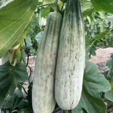 【精品】羊角蜜山东甜瓜山东产地春季头茬，代收，电商