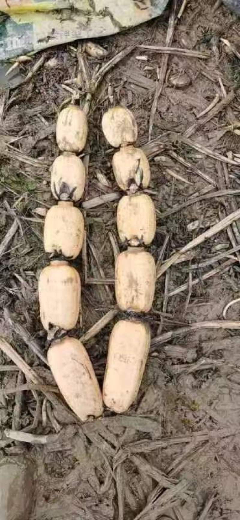 优质新鲜莲藕，皮白无绣，煲汤粉糯，清脆爽口