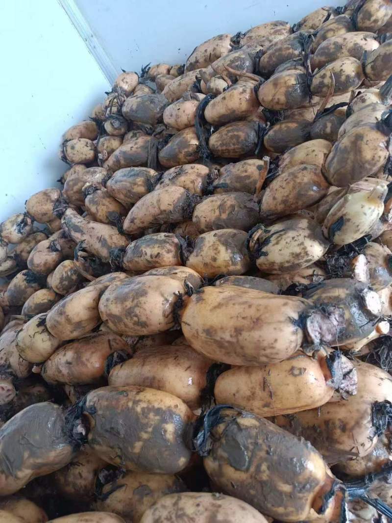 基地种植，长期稳定供应优质莲藕，货，货源充足稳定