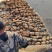 基地种植，长期稳定供应优质莲藕，货，货源充足稳定