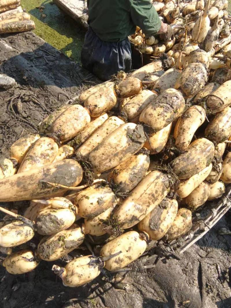 湖北精品莲藕货源充足优质莲藕3735基地供货