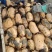 精品莲藕5000基地一手货源价格便宜