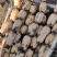 精品莲藕5000基地一手货源价格便宜