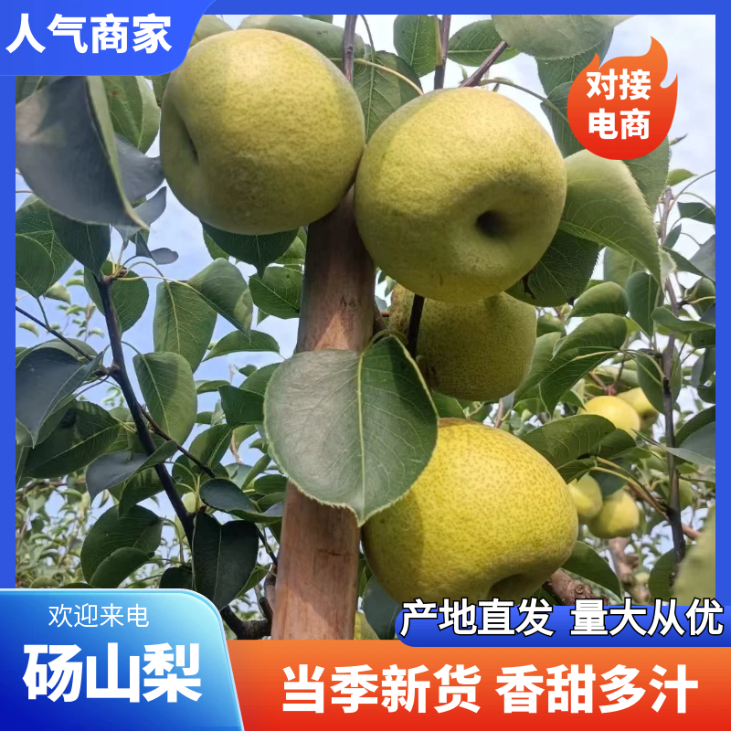 砀山梨安徽砀山酥梨产地直发品质保障对接全国商超市场