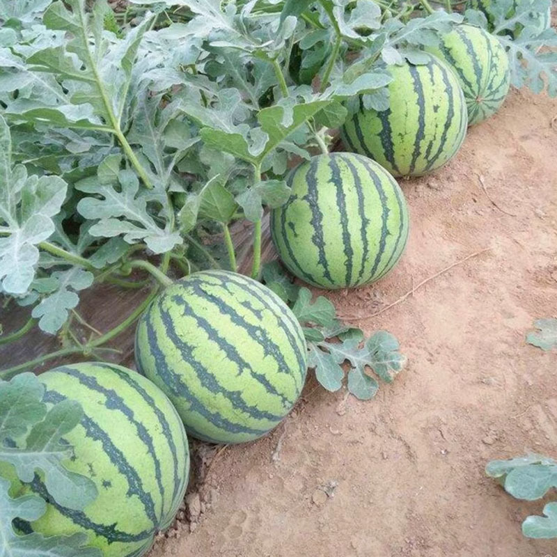 景丰沙漠蜜宝3号西瓜种子大果沙瓤高产薄皮高糖