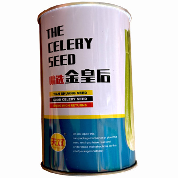 精选金皇后西芹种子100g晚抽苔实心黄绿色蔬菜基地