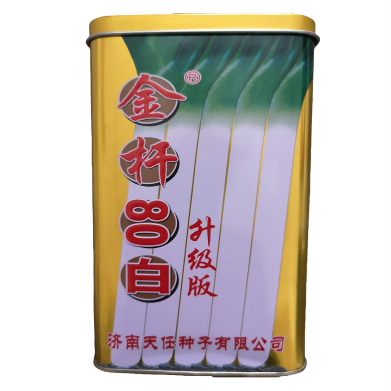 章丘大葱种子天任金杆80白升级版山东大葱种子抗风抗病高