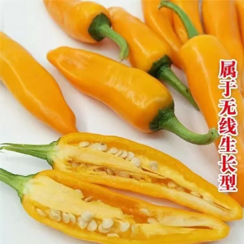 千金黄椒种子早熟高辣抗病抗重茬嫩果绿色熟果金黄色