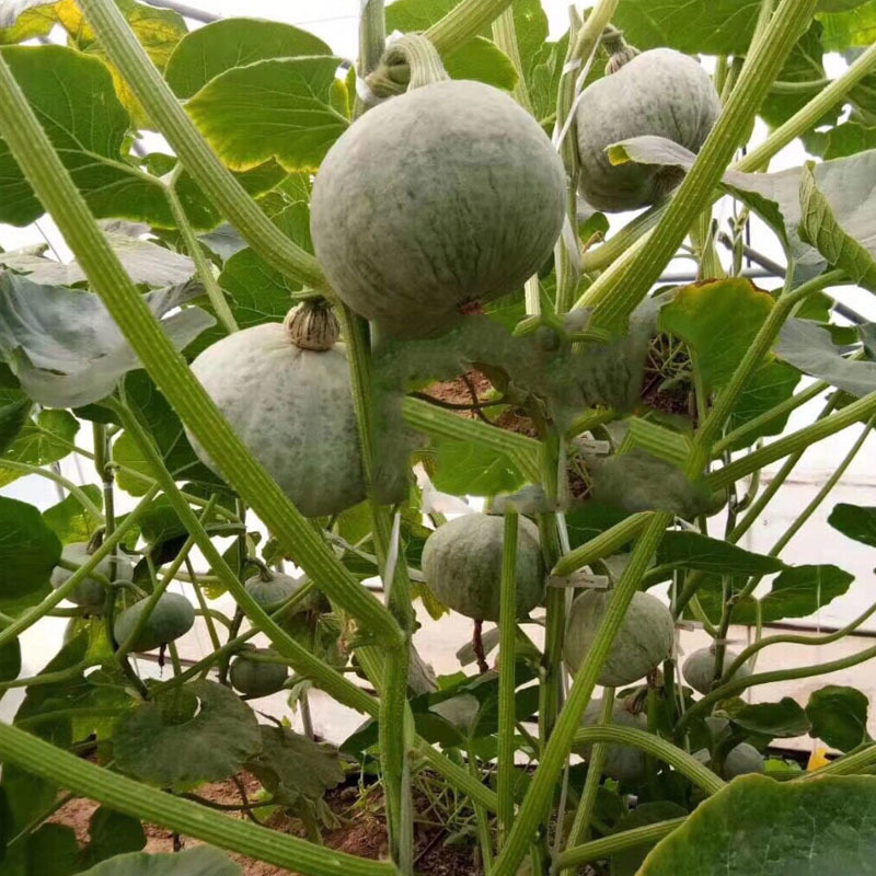 板栗南瓜种子栗子味银灰色易座果口感细腻基地品种