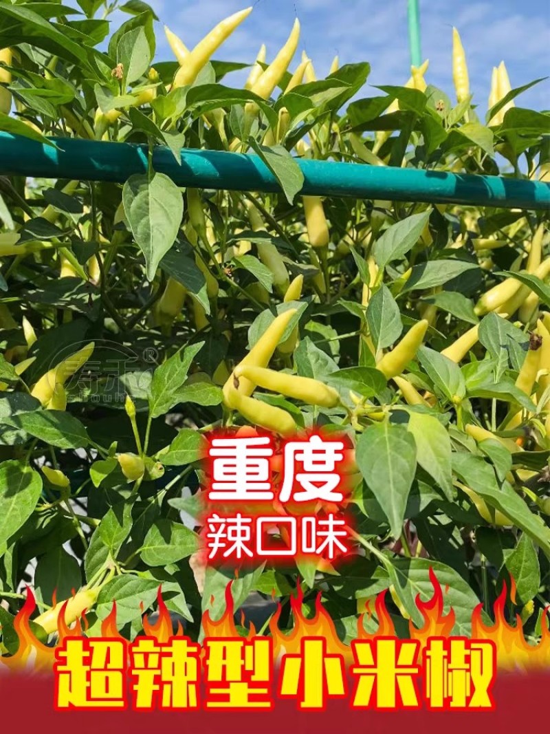 小米辣椒种子单生白色杂交朝天椒种子香辣味浓结果多