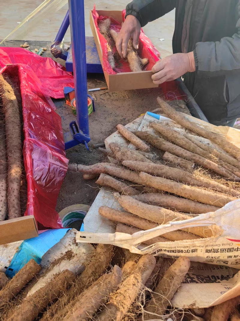 {诚信商家}安阳麻山药大量出货，视频看货，量大从优