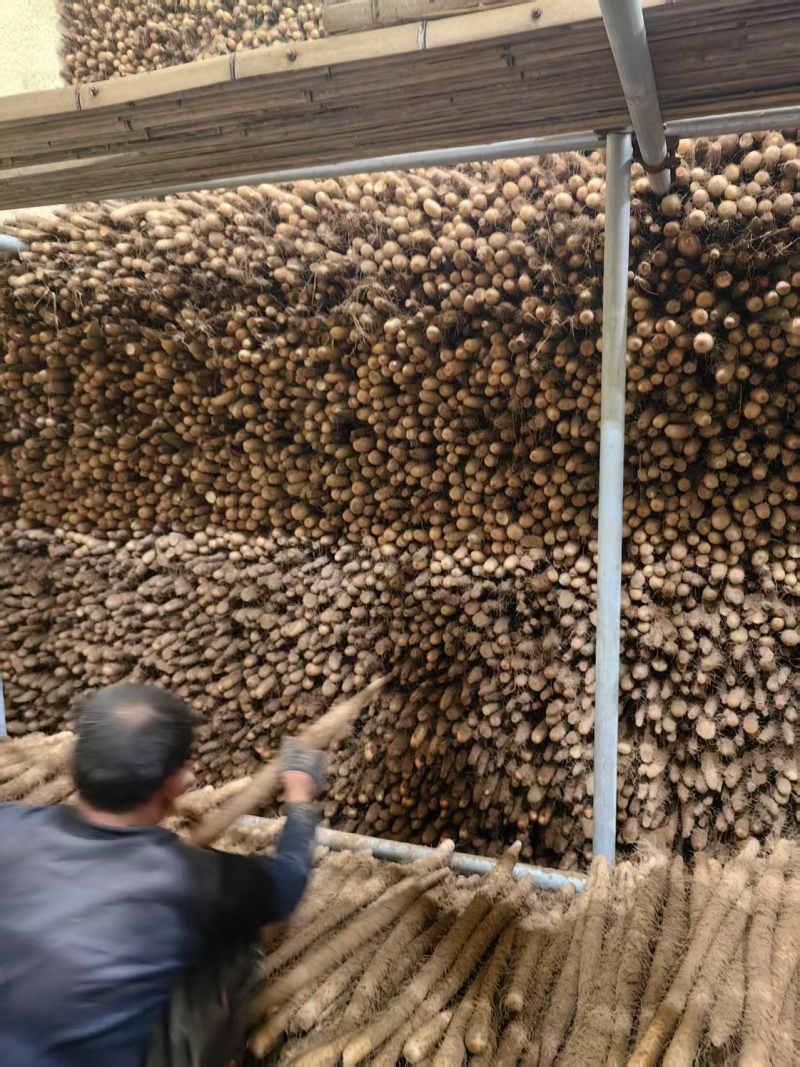 {诚信商家}安阳麻山药大量出货，视频看货，量大从优
