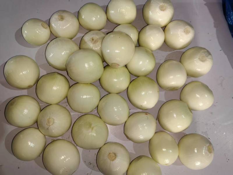 精品黄皮洋葱扒皮洋葱对接电商市场商超