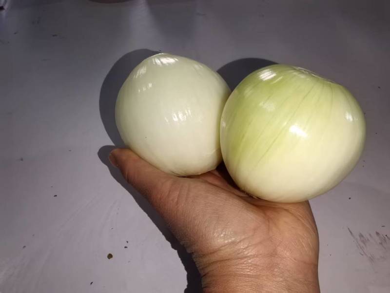 精品黄皮洋葱扒皮洋葱对接电商市场商超