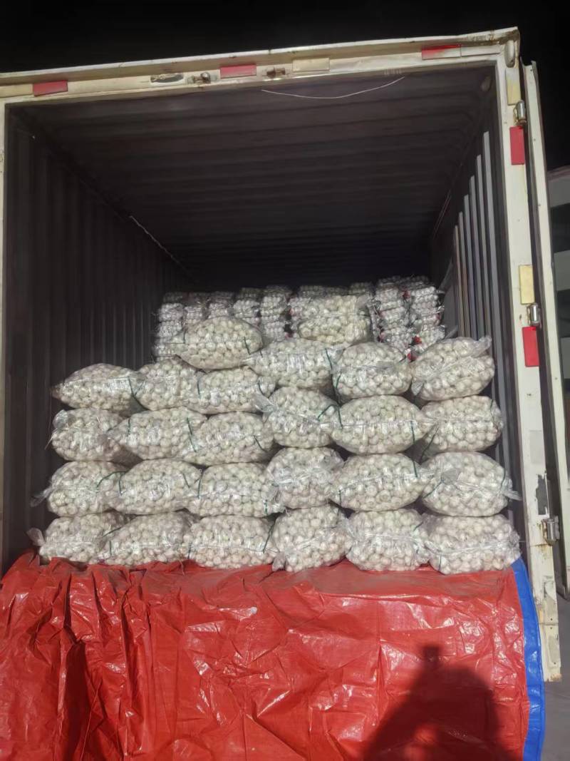 山东大蒜金乡大蒜基地直发对接电商市场商超保质保量