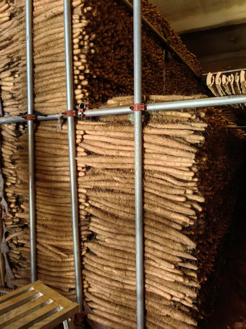 {诚信商家}安阳麻山药大量出货，视频看货，量大从优