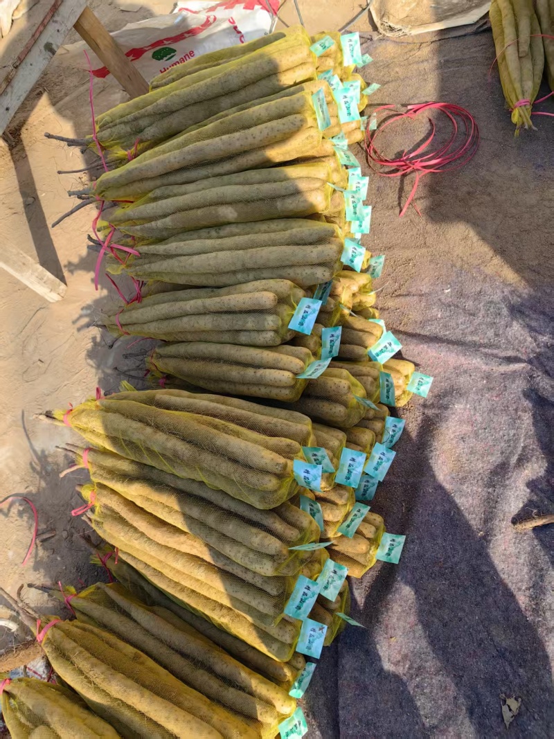{诚信商家}麻山药大量出货，视频看货，量大从优