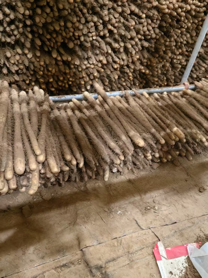 {诚信商家}安阳麻山药大量出货，视频看货，量大从优