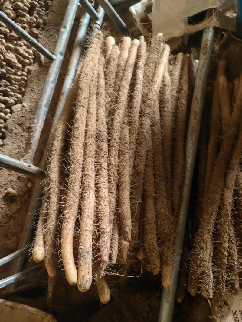 {诚信商家}安阳麻山药大量出货，视频看货，量大从优