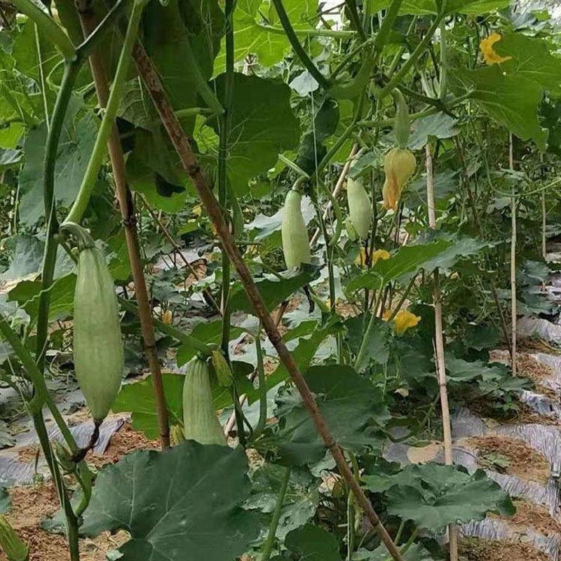 贵族南瓜种子新疆金丝栗瓜板栗味南瓜种籽丑瓜夏秋粉糯