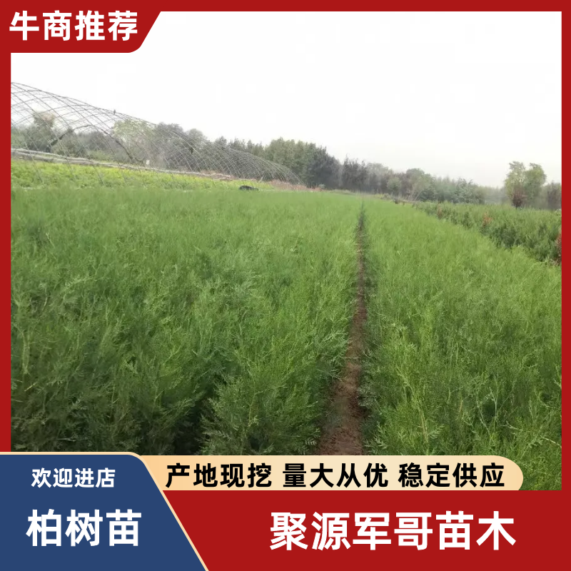 侧柏大量现货供应，可视频看货，欢迎来电洽谈合作