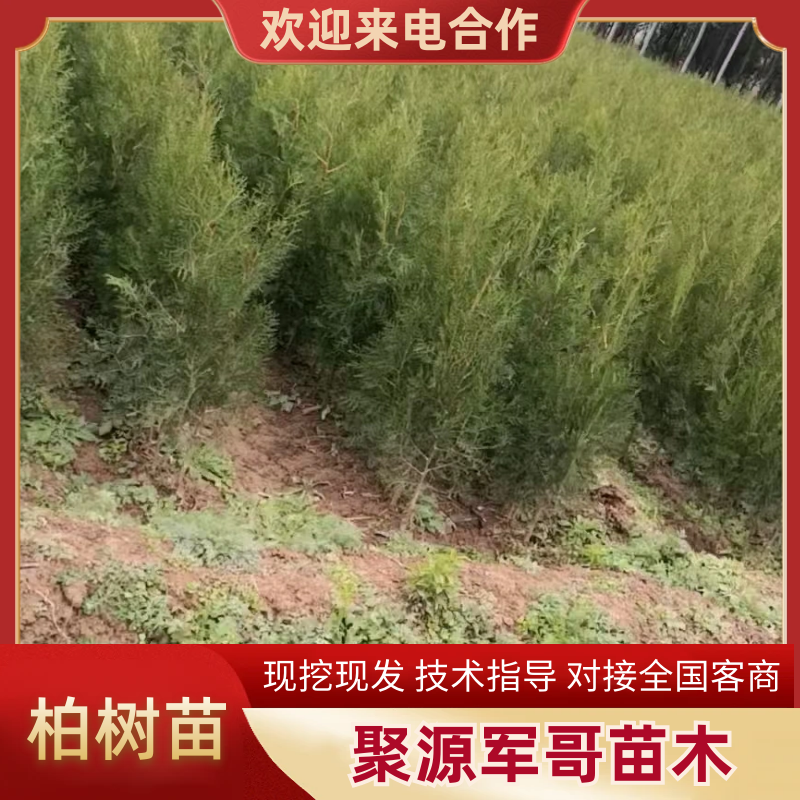 精品侧柏苗品质上乘规格齐全全国发货欢迎咨询联系