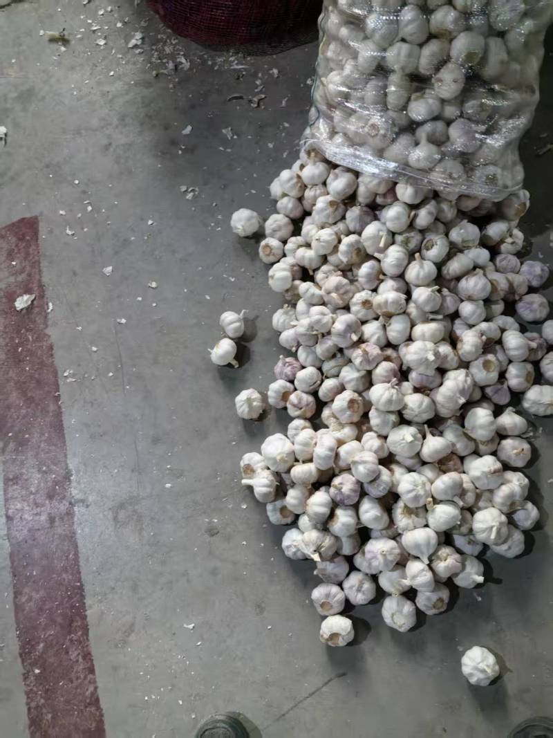 山东大蒜金乡大蒜基地直发对接电商市场商超保质保量