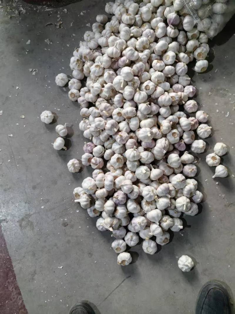 山东大蒜金乡大蒜基地直发对接电商市场商超保质保量