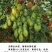 花生番茄种苗硬果2号小番茄种苗诚信经营基地直供