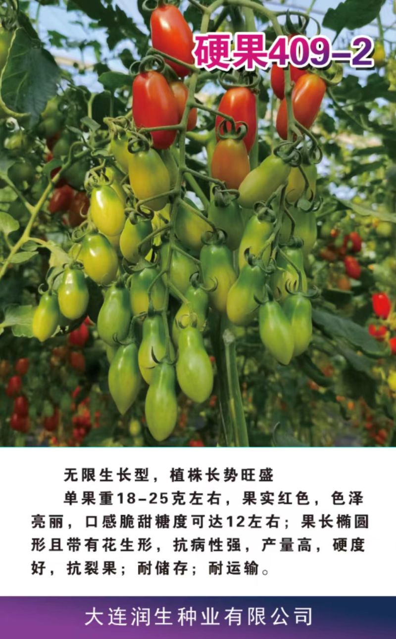 花生番茄种苗硬果2号小番茄种苗诚信经营基地直供