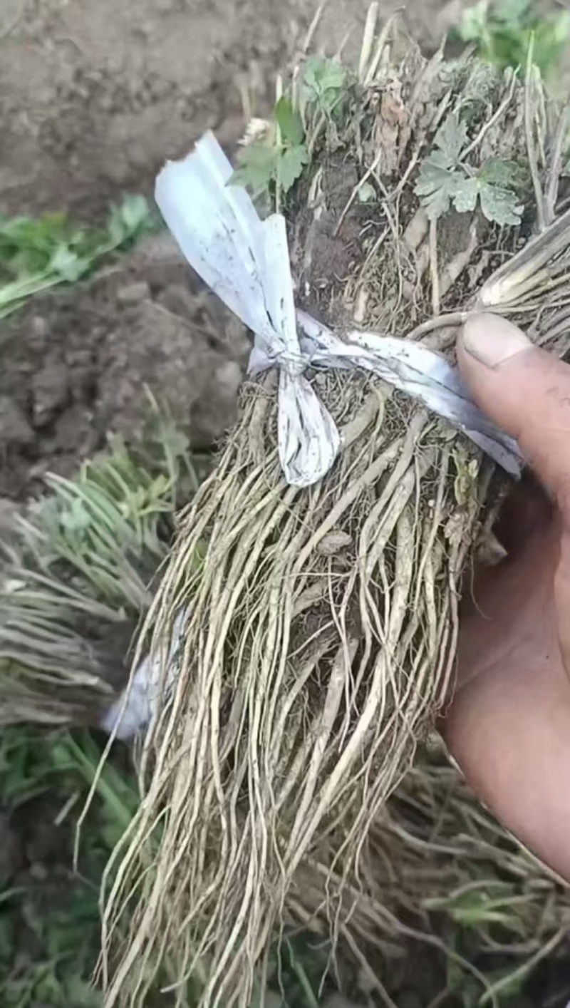 真真岷县当归苗子保质保量供货批发零售
