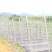 夜兰花苗出售量大价优成活率高免费技术指导欢迎下单