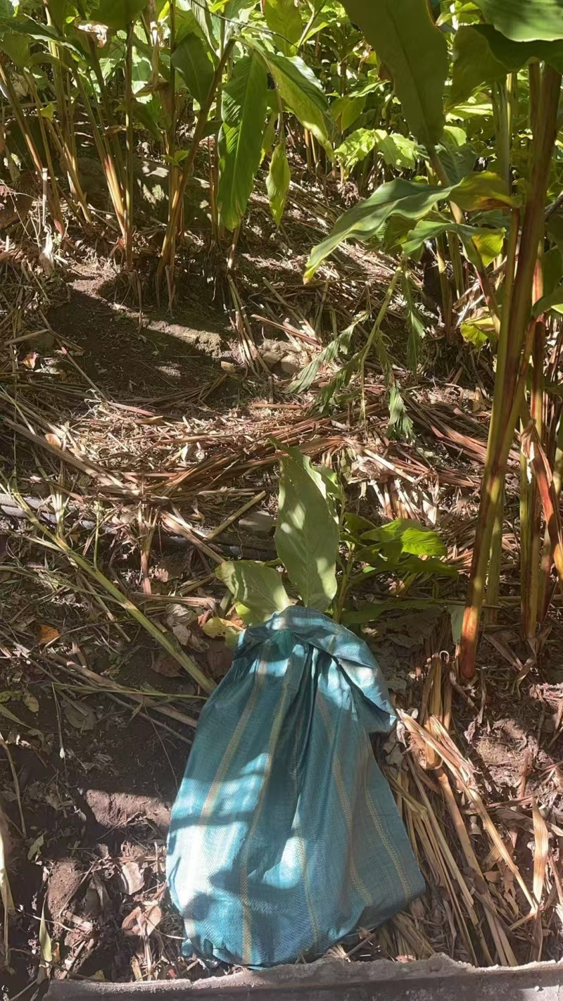 草果中草药