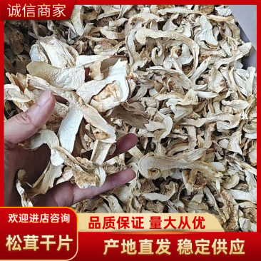 精品松茸西藏产地大量有货品质保证可视频看货