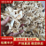 精品云南松茸干片产地直发一手货源量大从优