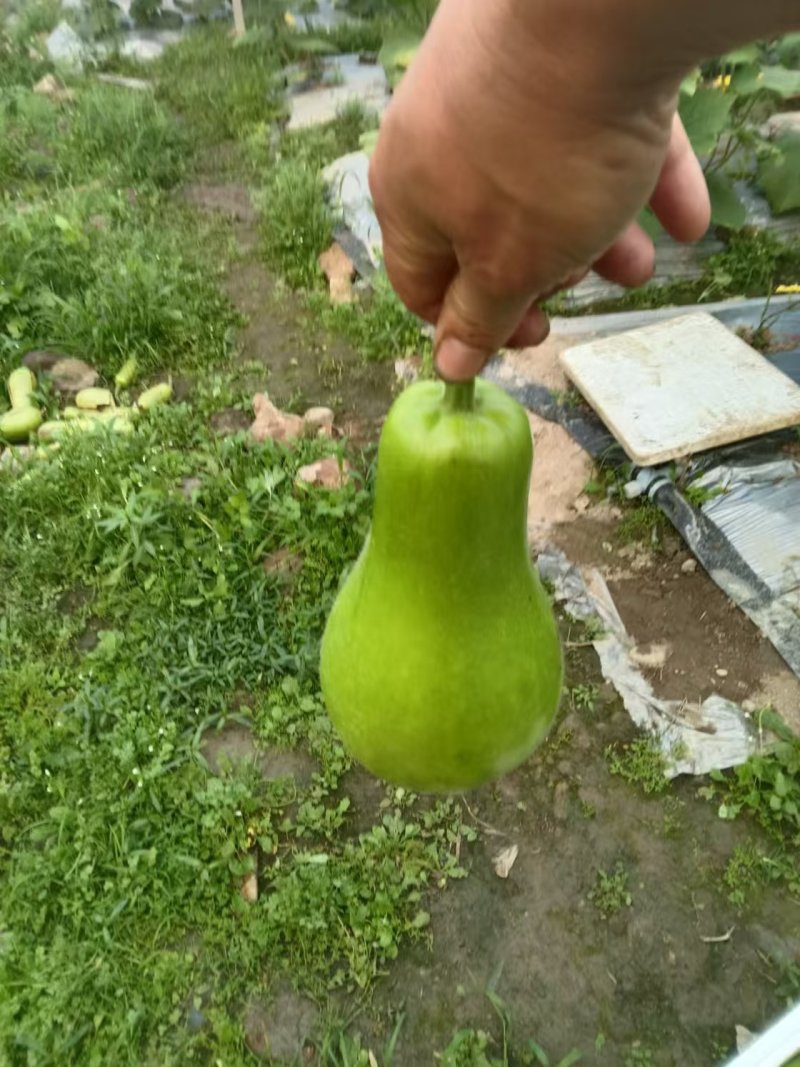精品葫芦瓜江西基地直供质量保证一手货源全国发货