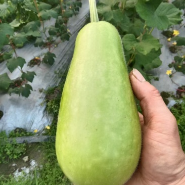 精品葫芦瓜江西基地直供质量保证一手货源全国发货