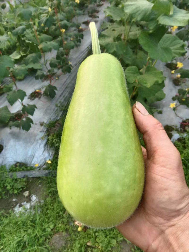精品葫芦瓜江西基地直供质量保证一手货源全国发货