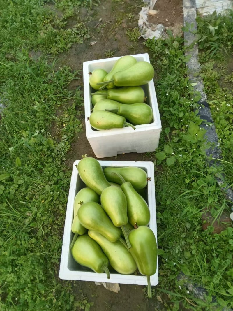 精品葫芦瓜江西基地直供质量保证一手货源全国发货