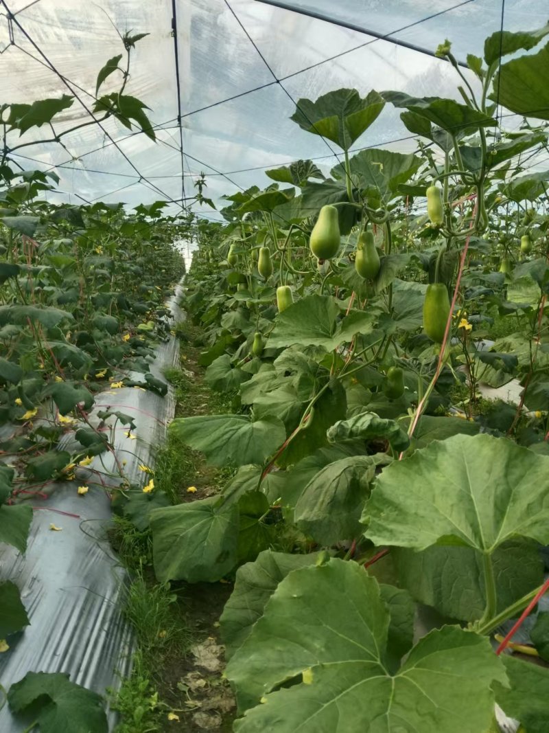 精品葫芦瓜江西基地直供质量保证一手货源全国发货