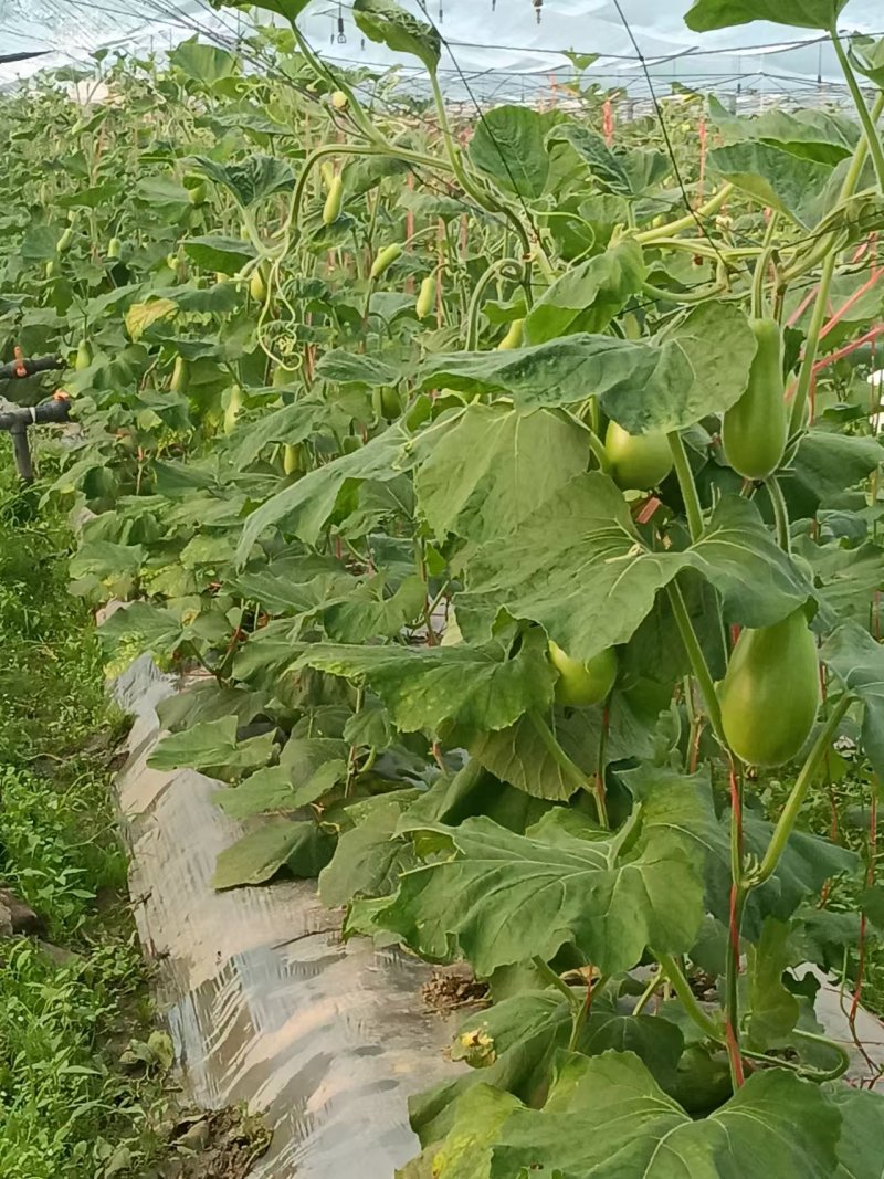 精品葫芦瓜江西基地直供质量保证一手货源全国发货