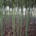 槐树黄花槐树苗规格齐全根系发达成活率高基地直发价格实惠