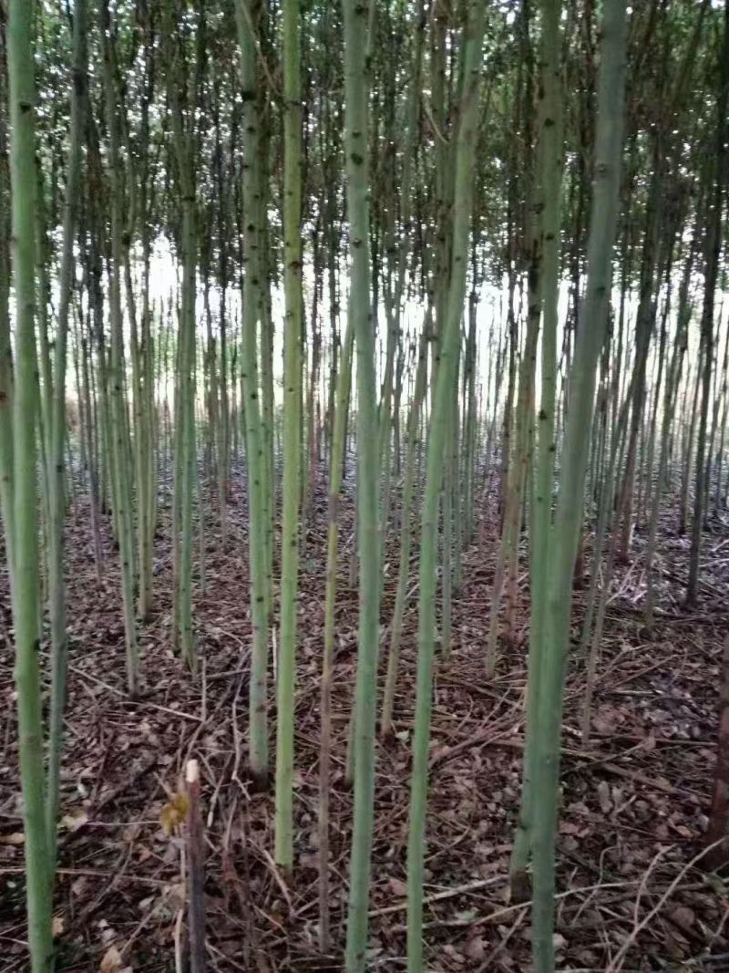 槐树黄花槐树苗规格齐全根系发达成活率高基地直发价格实惠